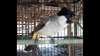 Masteran Kicau Burung Kutilang | Pancingan dijamin gacor ngoceh