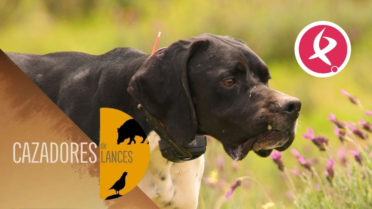 Potencia física con un gran olfato, así es el pointer | Cazadores de Lances