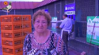 Celebrity Interview with Jan Pearson (Derby Cordoba Australian Agent) while basketing the racing pigeons Profile