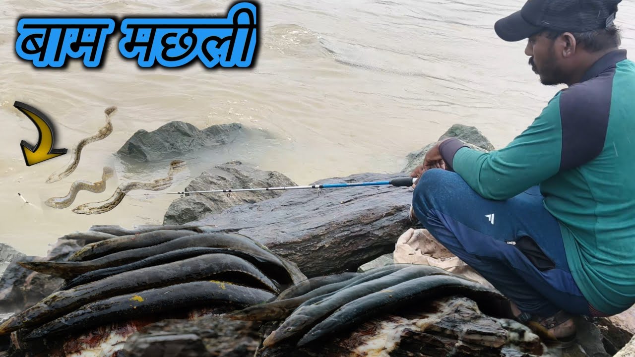 This is my fish video of Baam Fish (Eel Fish). 