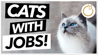 What are Service Cats? Emotional Support Animal INFO!