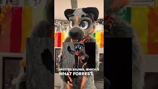 Skunk fact Sunday! What’s the diff between species of skunks? #skunk #skunkfurry #fursuit #furry Skunk fact Sunday! What’s the diff between species of skunks? #skunk #skunkfurry #fursuit #furry