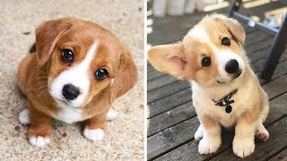 🤣Funny Dog Videos 2021🤣 🐶 It's time to LAUGH with Dog's life #6| Cute Buddy