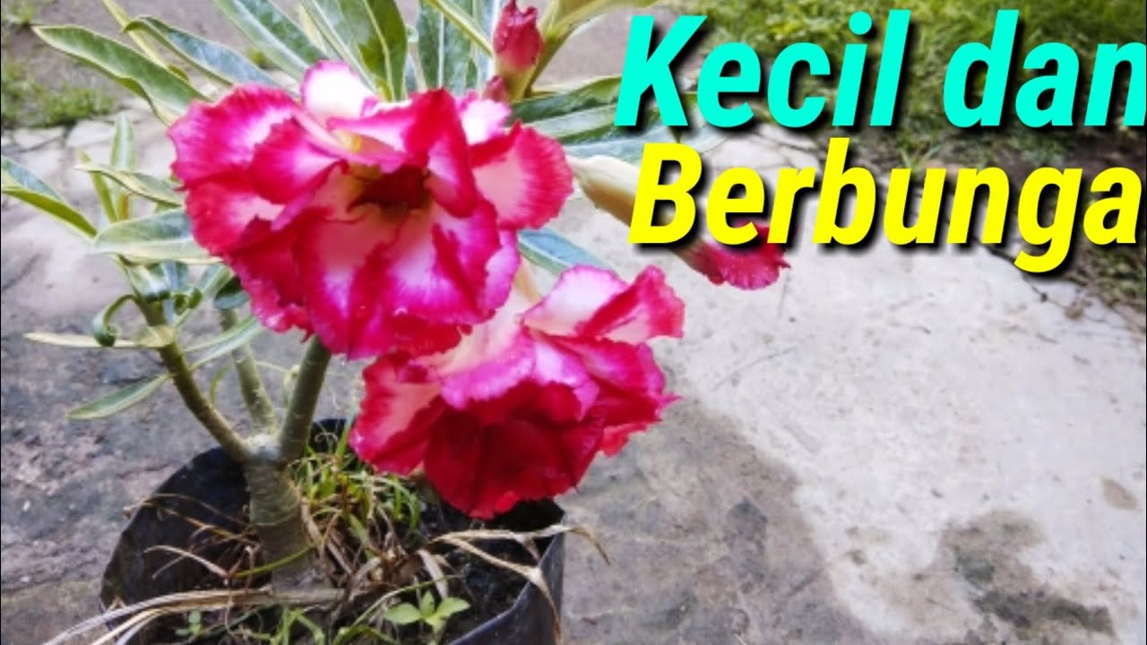 Caraku Menanam Bunga Adenium 
