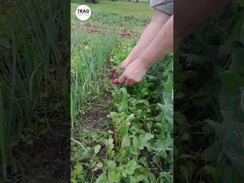 Video: Maj Zadaci baštovanstva – Održavanje bašte na gornjem srednjem zapadu