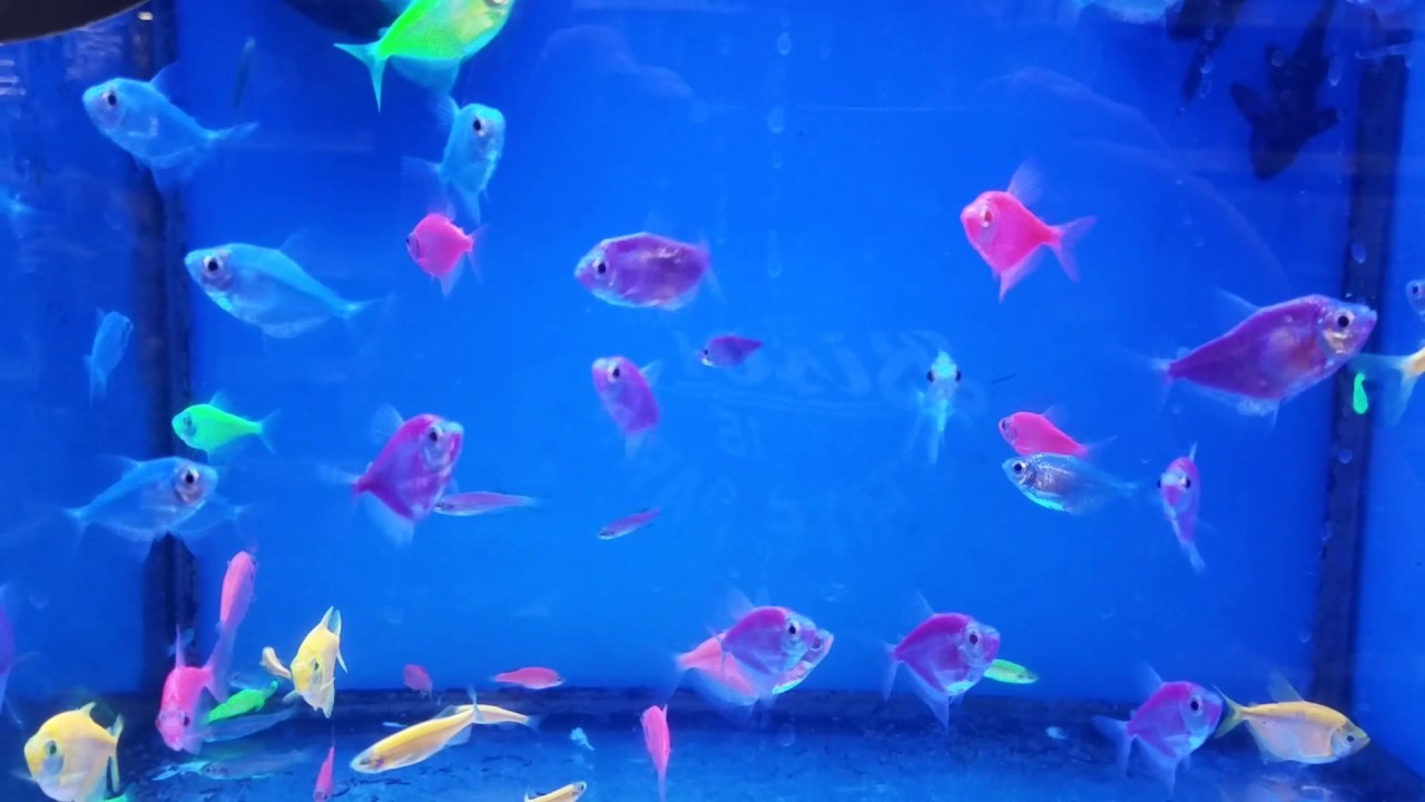 live glofish walmart