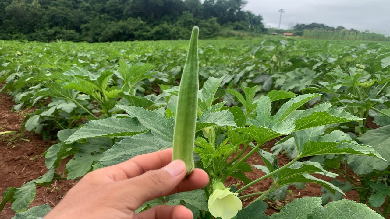 Vale a Pena Produzir Quiabo?/ O custo é Alto?#agro EP:14