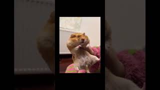 funnycats #lolcats #funnycatvideos #cat#funny #cute #catlover #kitten #funnycats #pets #cutecat