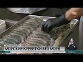 Единственная в Казахстане ферма по выращиванию морских креветок заработала под Алматы