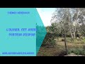 L olivier un arbre porteur despoir  monjardindansleslandes