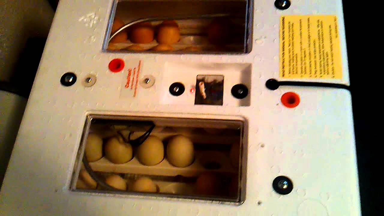 the incubator the incubator
