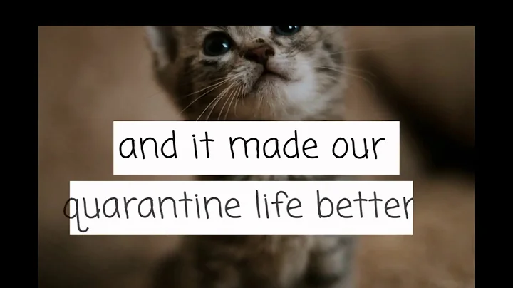 adopting a kitten while in quarantine