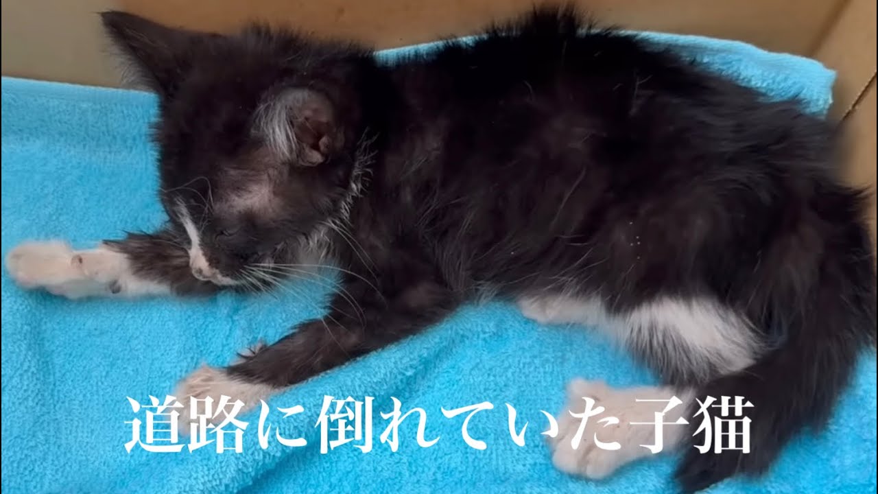 【捨て猫】誰か道端に子猫捨てた？子猫を緊急保護した