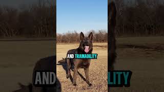 Top 5 Most Intelligent Dog Breeds #top5dog