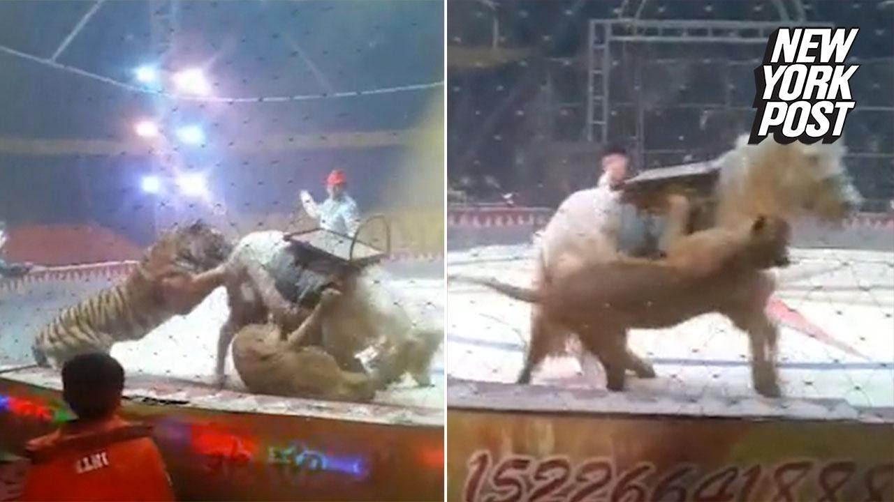 animal attacks reddit Brutal video of lion and tiger sinking their teeth into a horse at the circus | New York Post