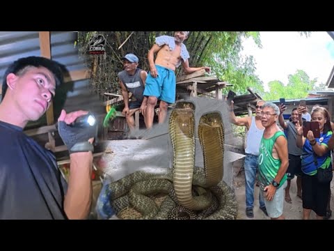 NAGULAT ANG LAHAT SA MABALASIK NA KING COBRA 😱
