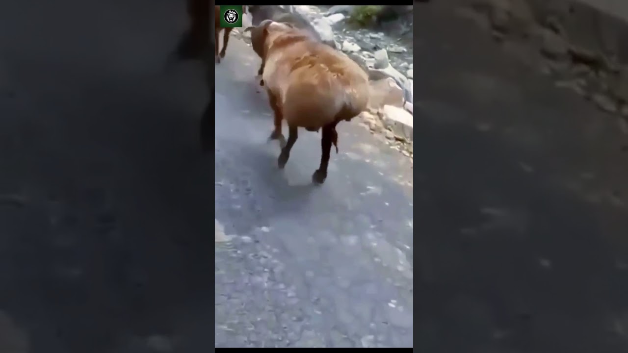 (Animal files) Wildlife World 야생 동물의 세계 ワイルドライフワールド野生動物世界  45