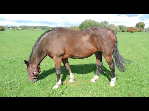 How Hackney horse William spends his days at almost 25
