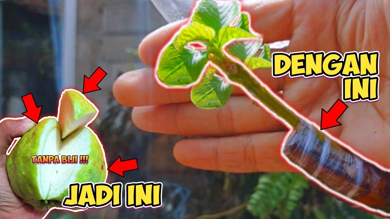 Cara Mudah Ubah Jambu Biji Lokal Jadi Jambu Kristal