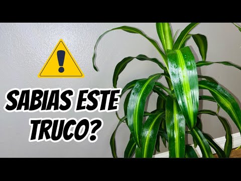 El secreto del crecimiento exuberante del tronco de Brasil en macetas