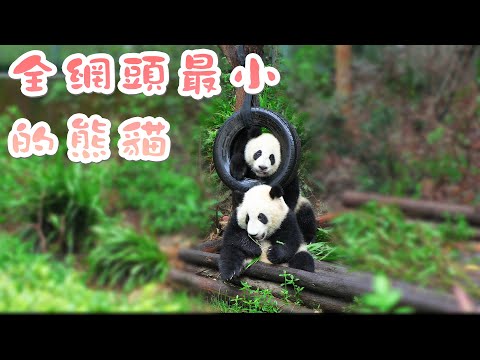 《熊貓早晚安》頑皮熊貓的鉆輪胎挑戰 | iPanda熊貓頻道
