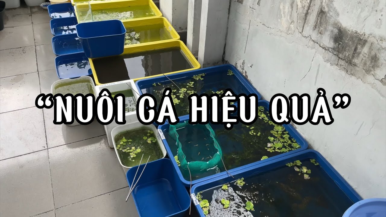 Nuôi cá bảy màu hiệu quả, dễ sống, dễ đẻ | GUPPY FISH FULL COLOR