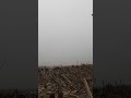 They came out of the fog! #goosehunting #hunting #duckhunting #shorts #shortvideo #videoshorts