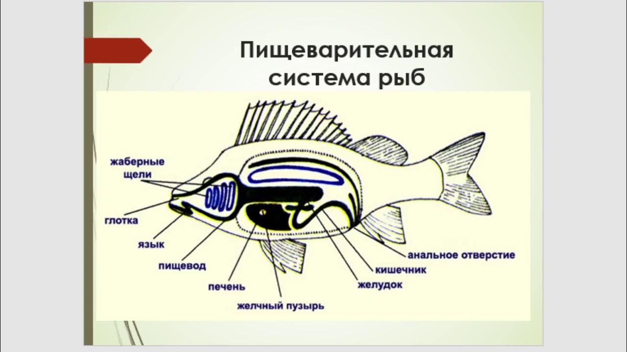 Глотка у хордовых