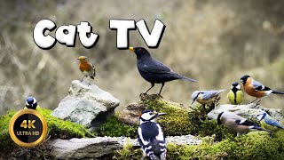 Cat TV for Cats to Watch 🐈 - FOREST PARTY 🐦‍⬛ (4K) by Birdies Buddies 1,998 views 1 month ago 8 hours, 8 minutes