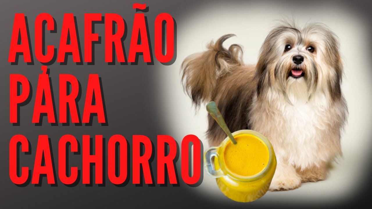 Açafrão para Cachorro: 6 Benefícios e Forma Certa de Dar