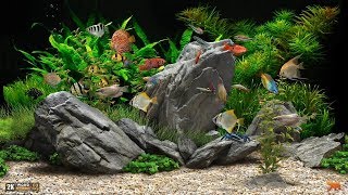 2 HOURS! ~ Stunning Tropical Fish Aquarium Screensaver with Sound.  Beautiful!