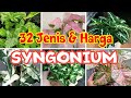 32 JENIS TANAMAN HIAS SYNGONIUM YANG LAGI TREND ADA JENIS SULTANNYA JUGA