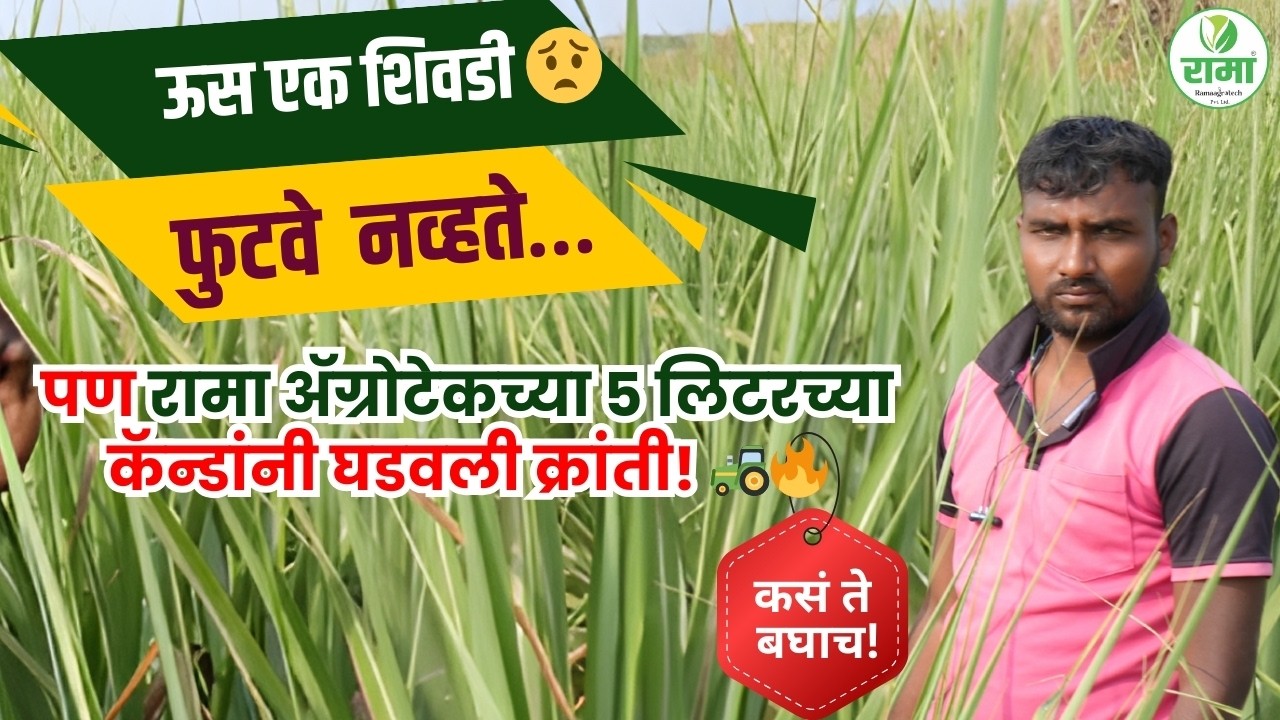 ऊस एकच शिवडी 😟 फुटवे  नव्हतेपण रामा ॲग्रोटेकच्या ५ लिटरच्या कॅन्डांनी घडवली क्रांती! 🚜🔥 कसं ते बघाच!