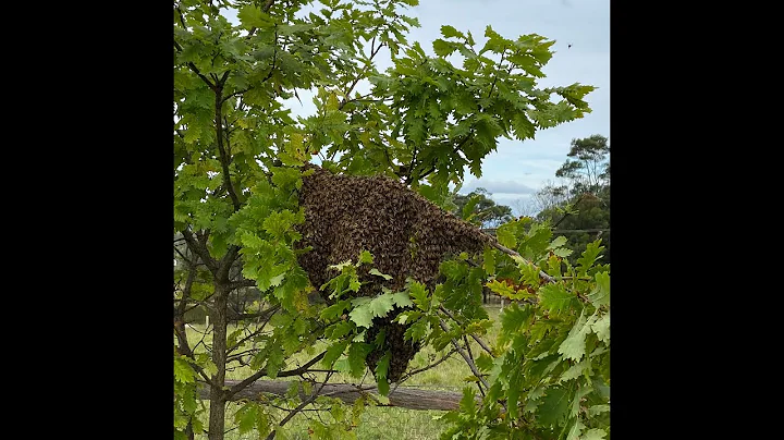 Early March Swarm