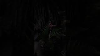 A Terrifying Discovery in the Dark Forest…