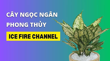 Tìm hiểu về Cây Ngọc Ngân trong phong thủy