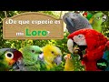 ¿De qué especie es mi loro?