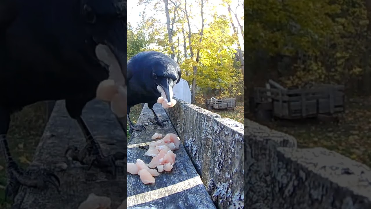 Happy wing flaps and crow chirps! 