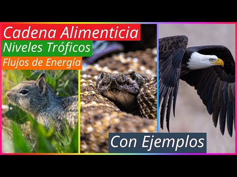 Cadena Alimenticia, Niveles Tróficos y Flujos de Energía con Ejemplos