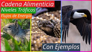 Cadena Alimenticia, Niveles Tróficos Y Flujos De Energía Con Ejemplos