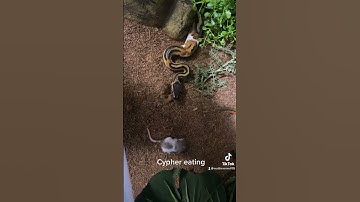 ***LIVE FEEDING WARNING*** Cypher wanted his rat, too!