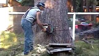 Huge 118 Ft Tree Cutting Lake Almanor Style 7/8/11