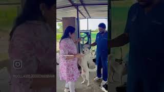 Dollar Paws 🐾A loving home for abandoned dogs💔Support us to build safe home for them💛 #rescuecare