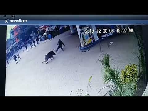 (pumbaa😋😋😋)-wild-boar-shows-up-at-a-gas-station.