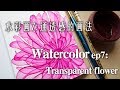 贝大大水彩教程7：透明花卉 Watercolor7 transparent flower