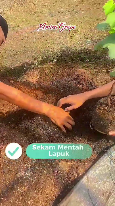 Media Tanam Ideal Untuk Penanaman Pohon Anggur. . #anggurimport #mediatanam