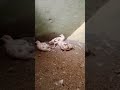 Cutest Little Birds First Day in New Home 🕊️ #shorts #viral #reel #tiktok #teeter #whiteteeter #bird