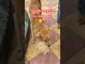 Sunday special Chicken rice for our stray pups😍 #dog#straydogs#feed#dogs#animals#food#like#viral