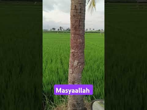 #sungguh indah ciptaan