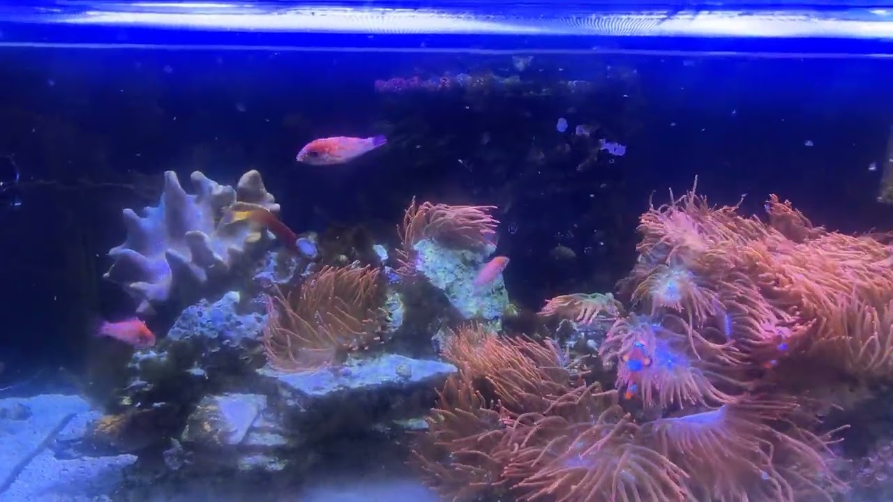 Choati trio in holding tank